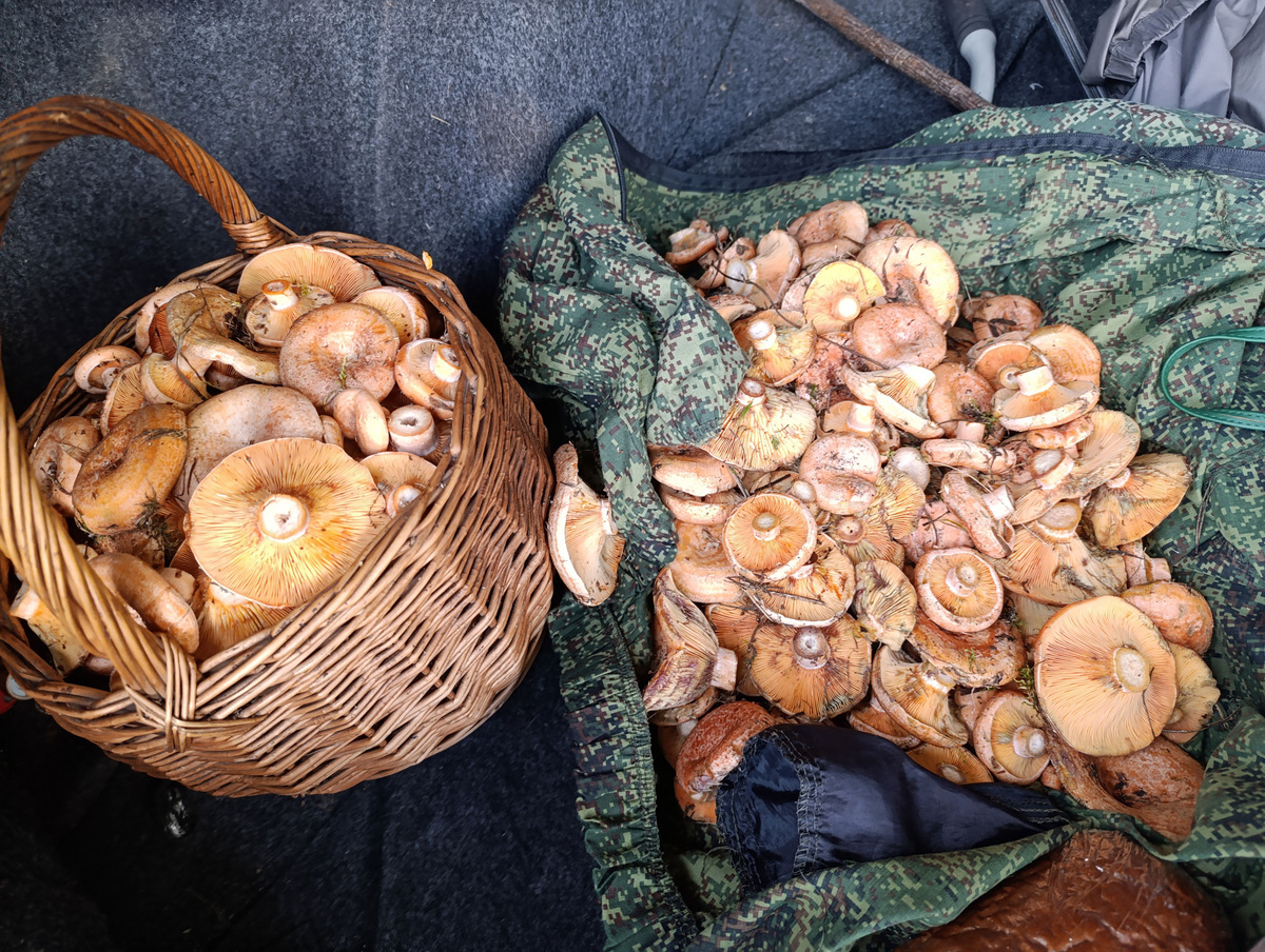 Рыжики в машине