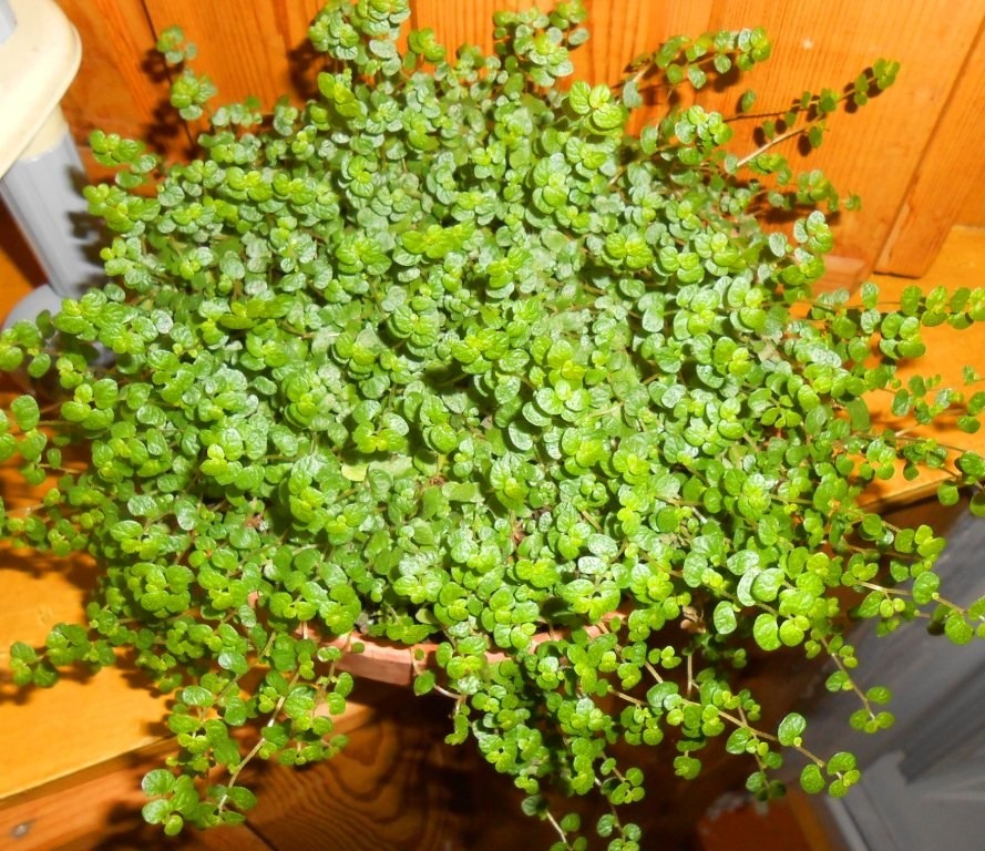 все фото мои. 