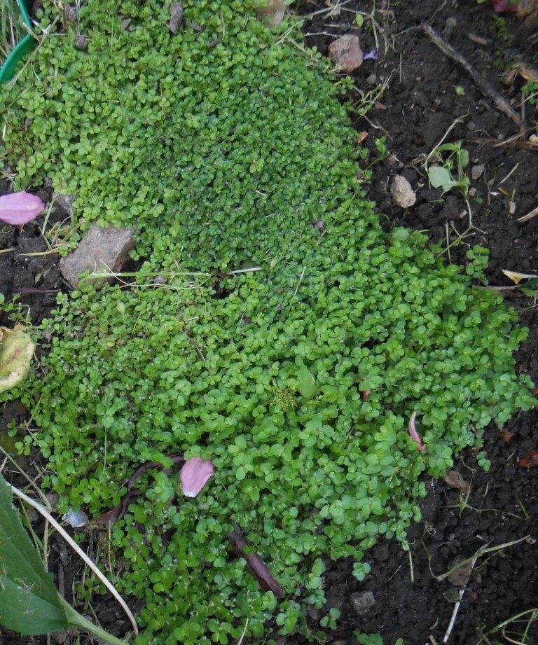 гелксина в грунте.