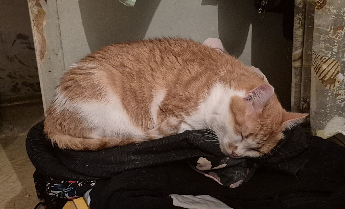 вещи сами себя не обшерстят