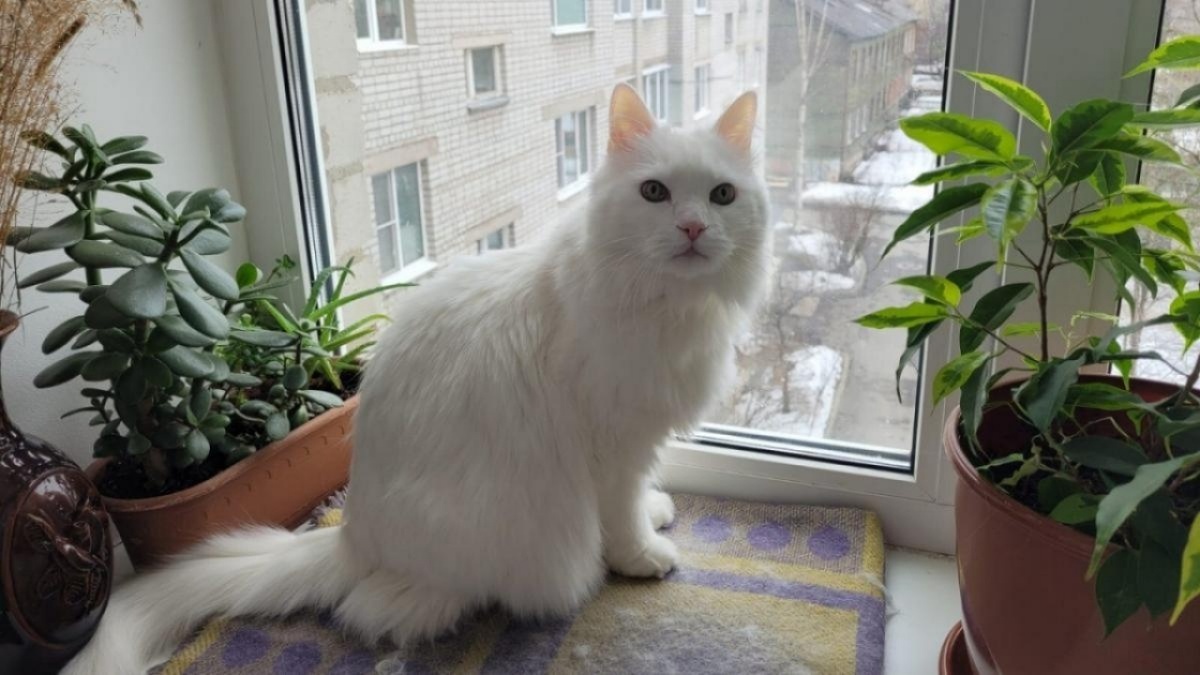    Саратовцы бесплатно раздают коз, котят и джунгариковНовости Саратова и области – Сетевое издание «Репортер64»