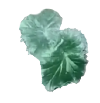 Мучнистая роса у пеларгонии