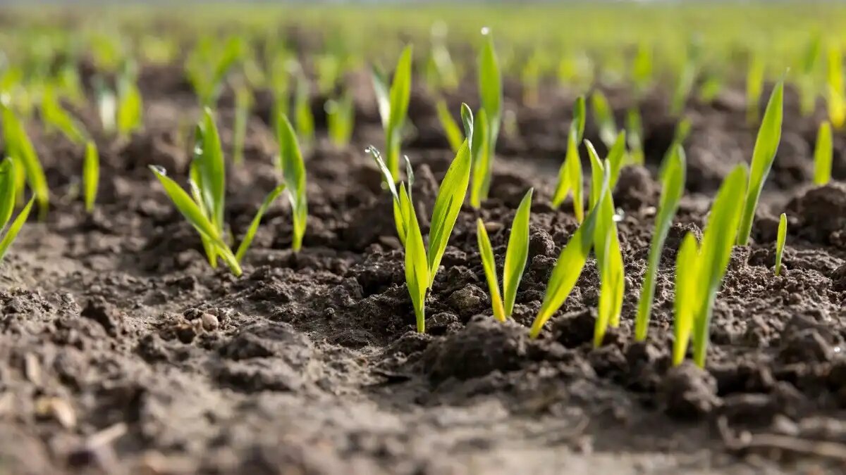 Фото: предоставлено ООО «Агро Эксперт Груп»
Как выбрать протравитель для зерновых культур