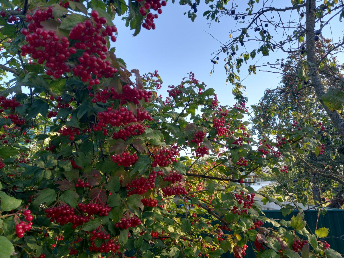 Калина недалёко от моего дома. Фото автора.