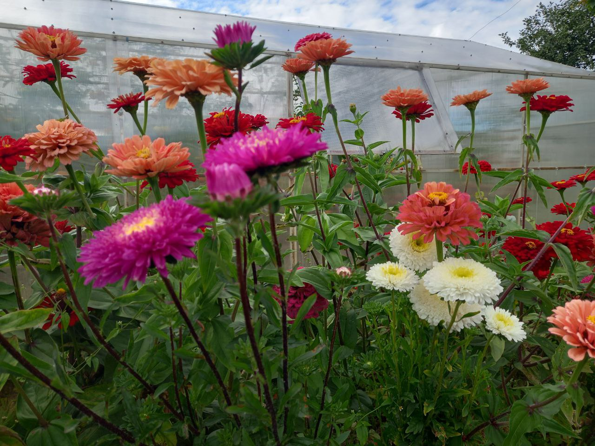 Мои астры и циннии. Фото автора.