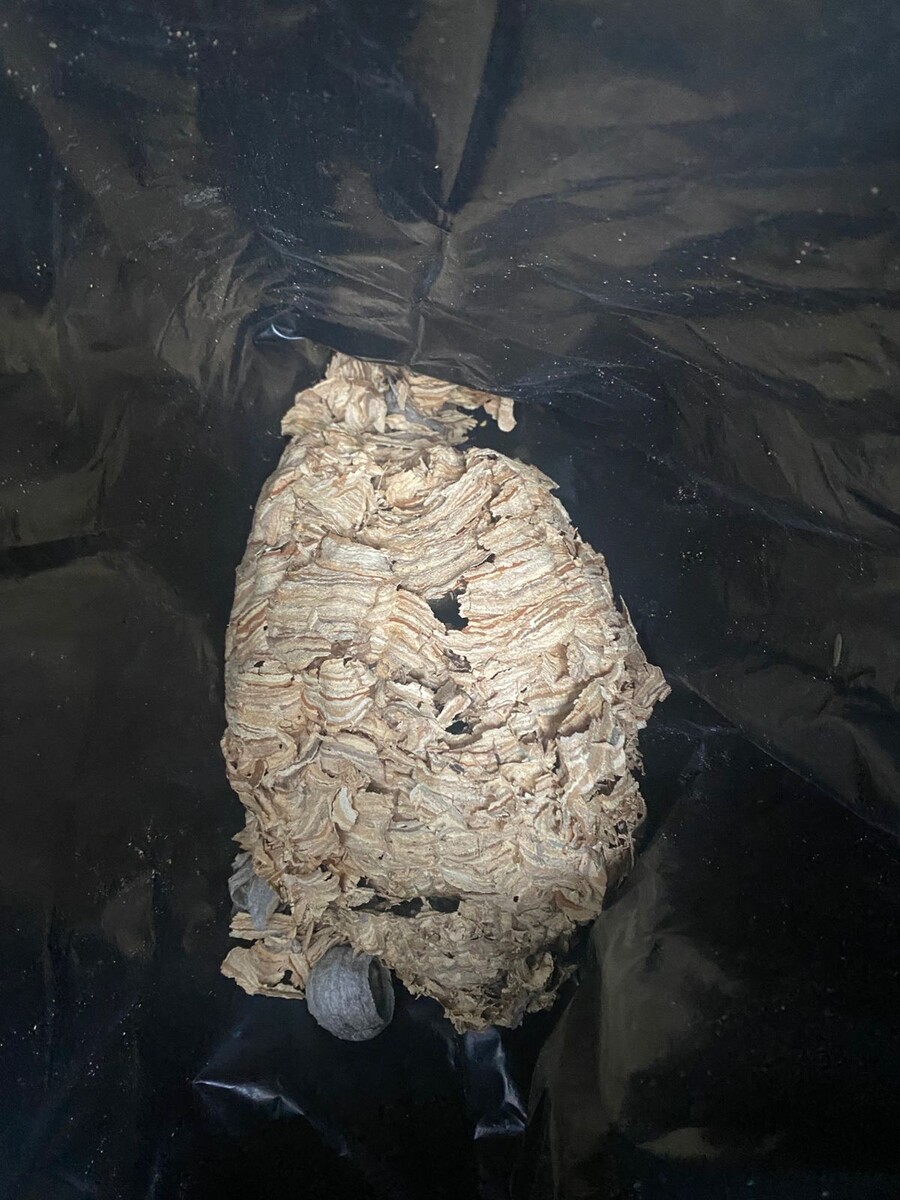 Снятие ульев шершней в частном доме