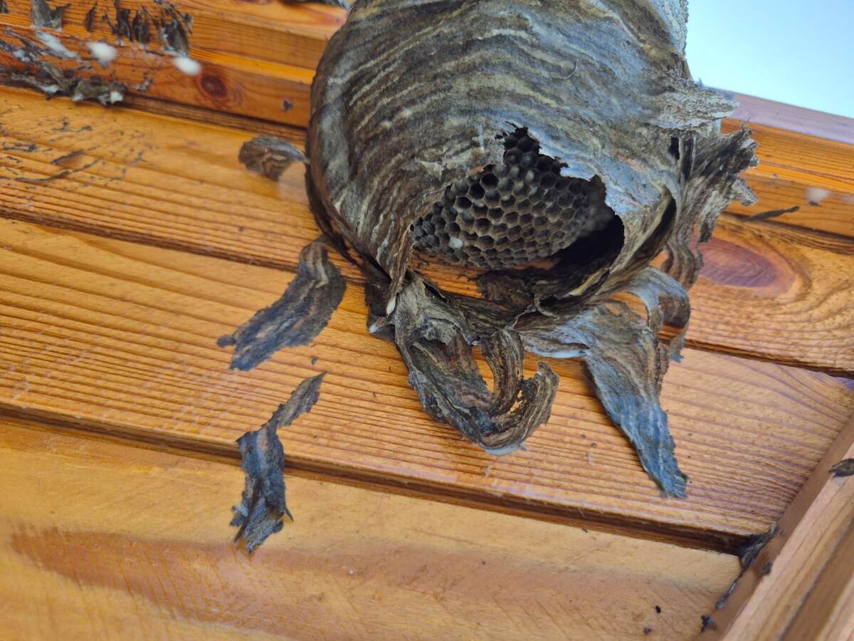 Осиное гнездо в деревянном доме