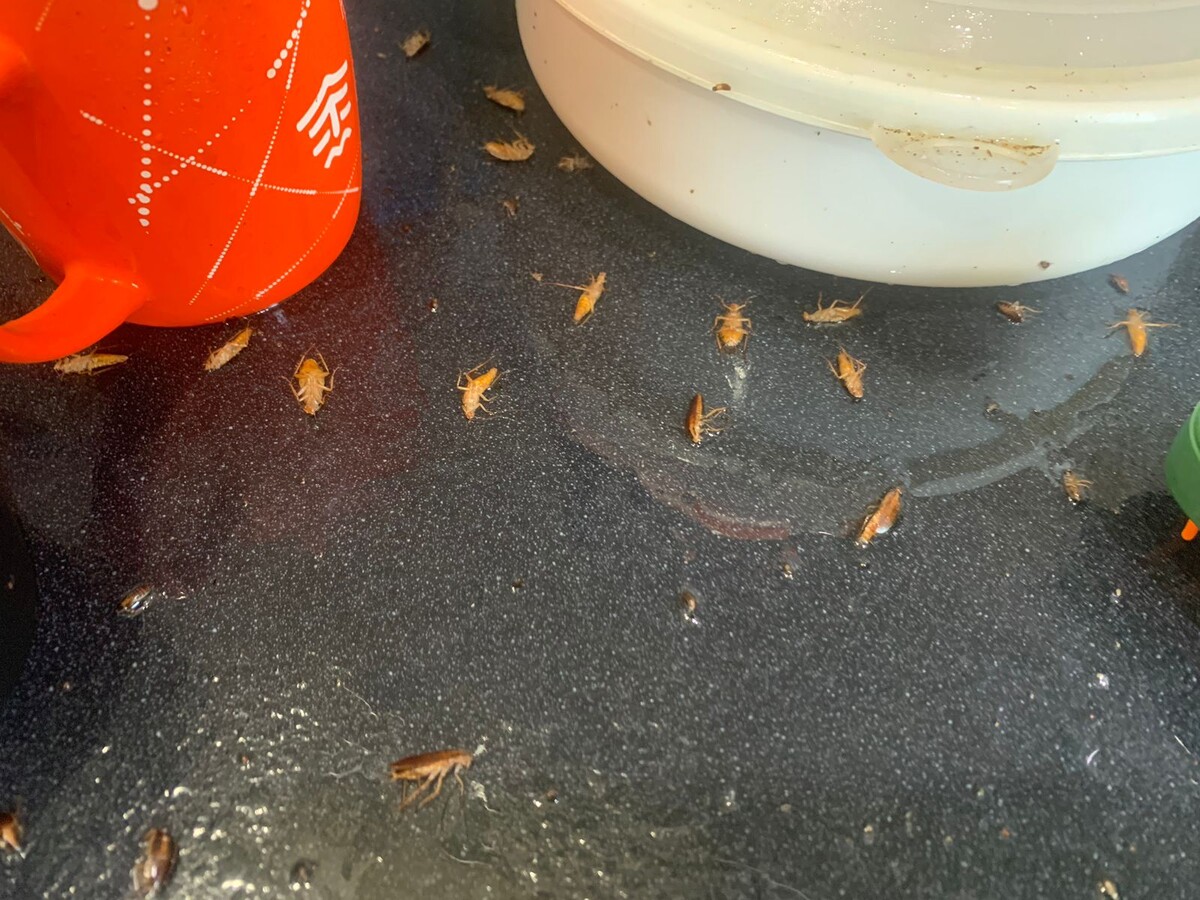 Тараканы на кухне