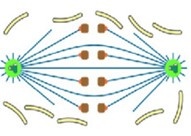 Открытый ортомитоз