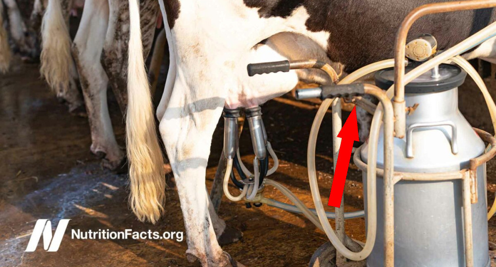 Почему мы не видим коров и откуда тогда столько молока?