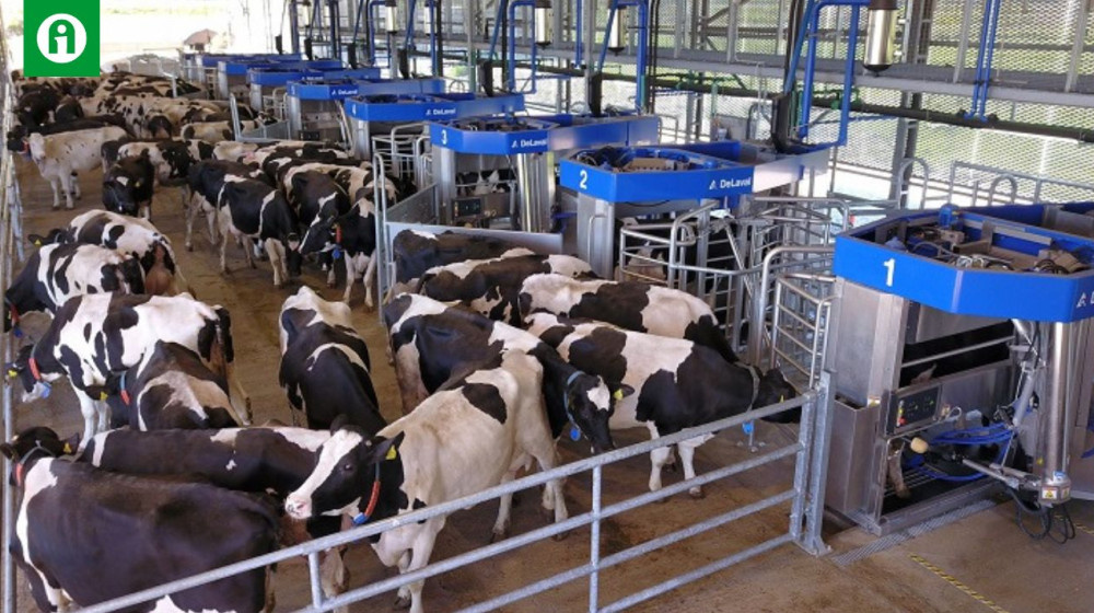    Почему мы не видим коров и откуда тогда столько молока?