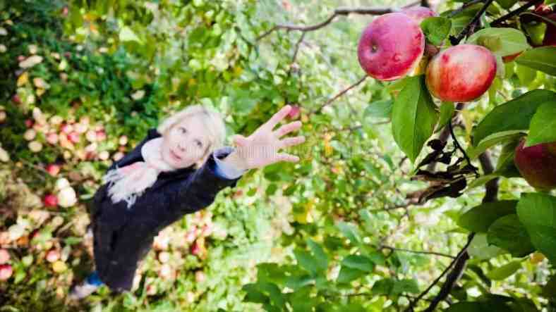 Попытка снять яблоко