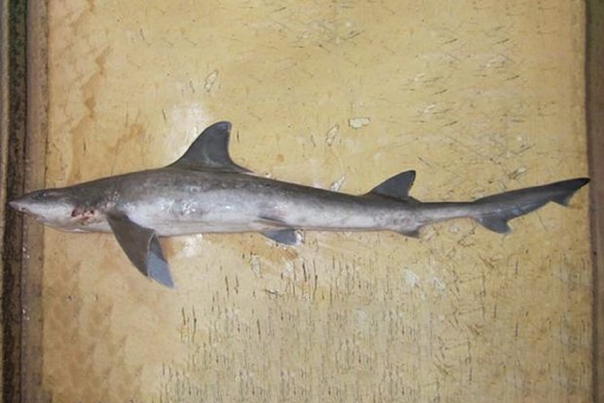    Фото: Tassapon KRAJANGDARA, источник: Wikipedia