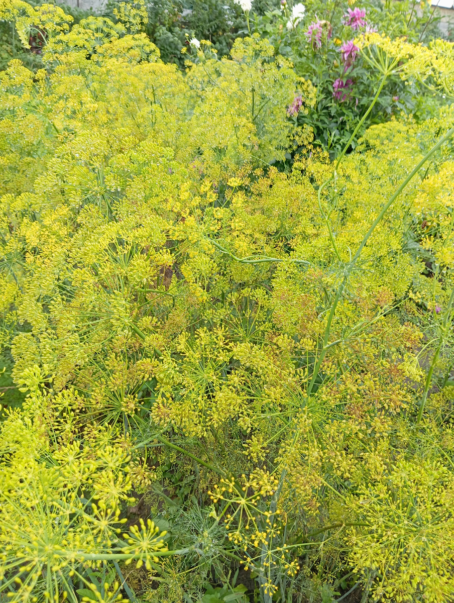 Тоже своего рода пышные букеты