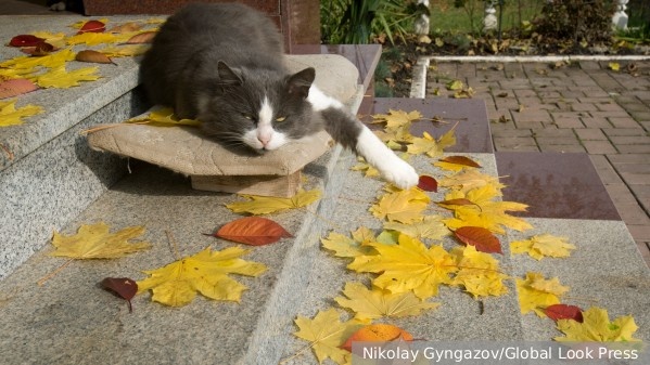     Фото: Nikolay Gyngazov/Global Look Press   
 Текст: Ирма Каплан
