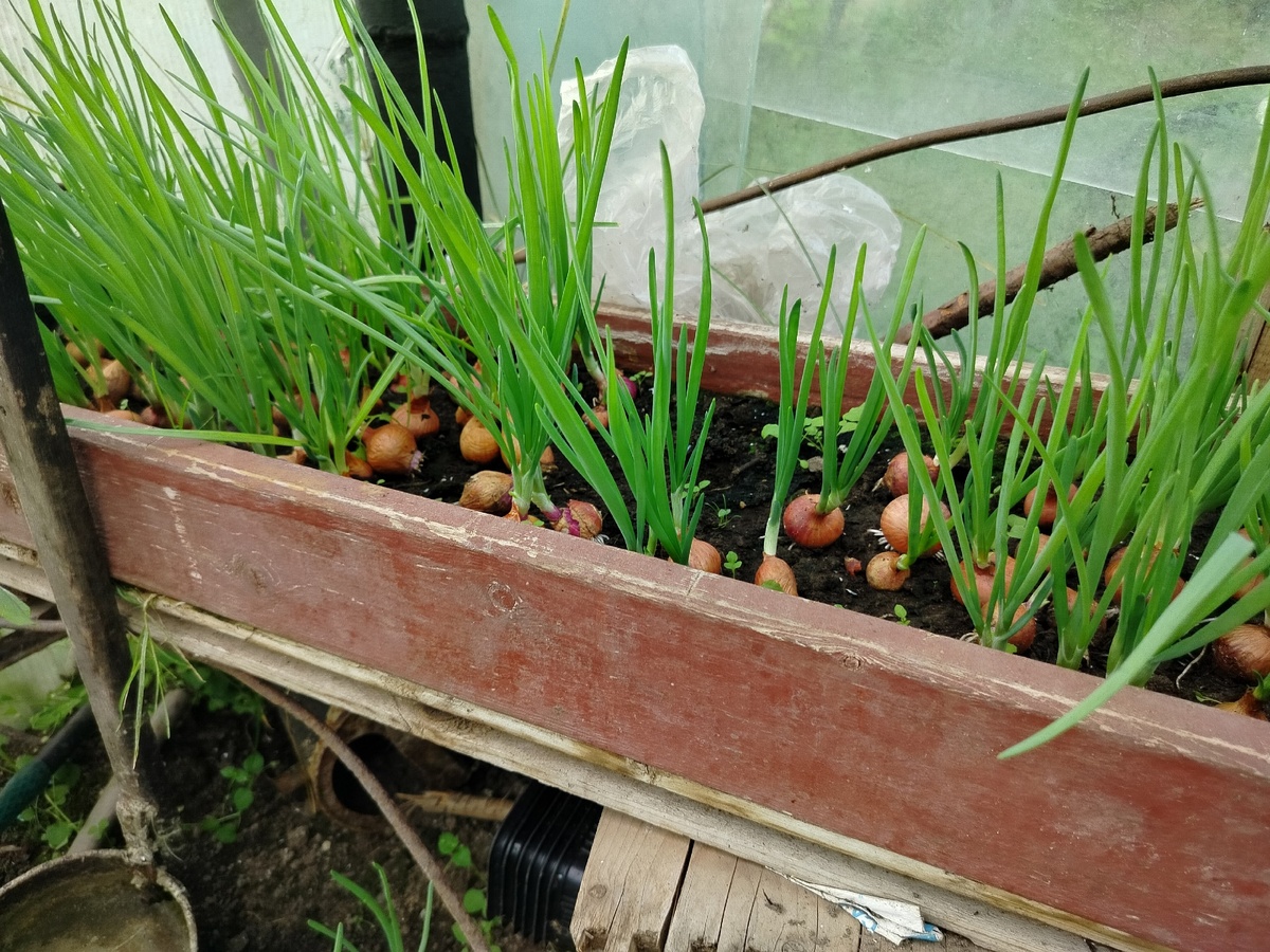   Грунт не понадобится: как вырастить лук на подоконнике в яичных коробках - настоящая витаминная бомба на зиму
