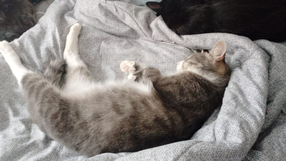 Пикси в ожидании переезда домой