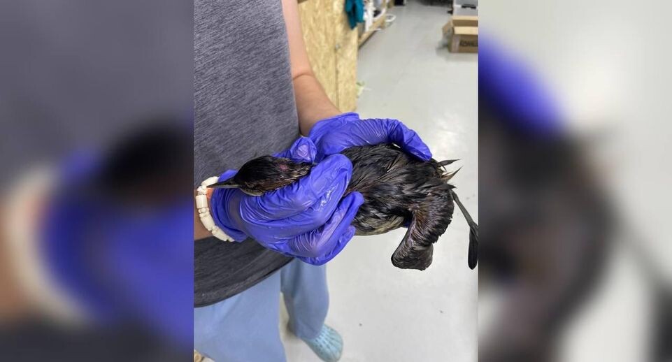    «Жемчужная Реабилитационный центр» / Telegram