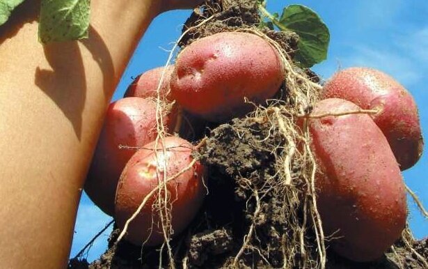 Вот почему не нужно срезать ботву картофеля перед уборкой: 3 неявных момента. И когда без скашивания ботвы не обойтись: агрономы советут