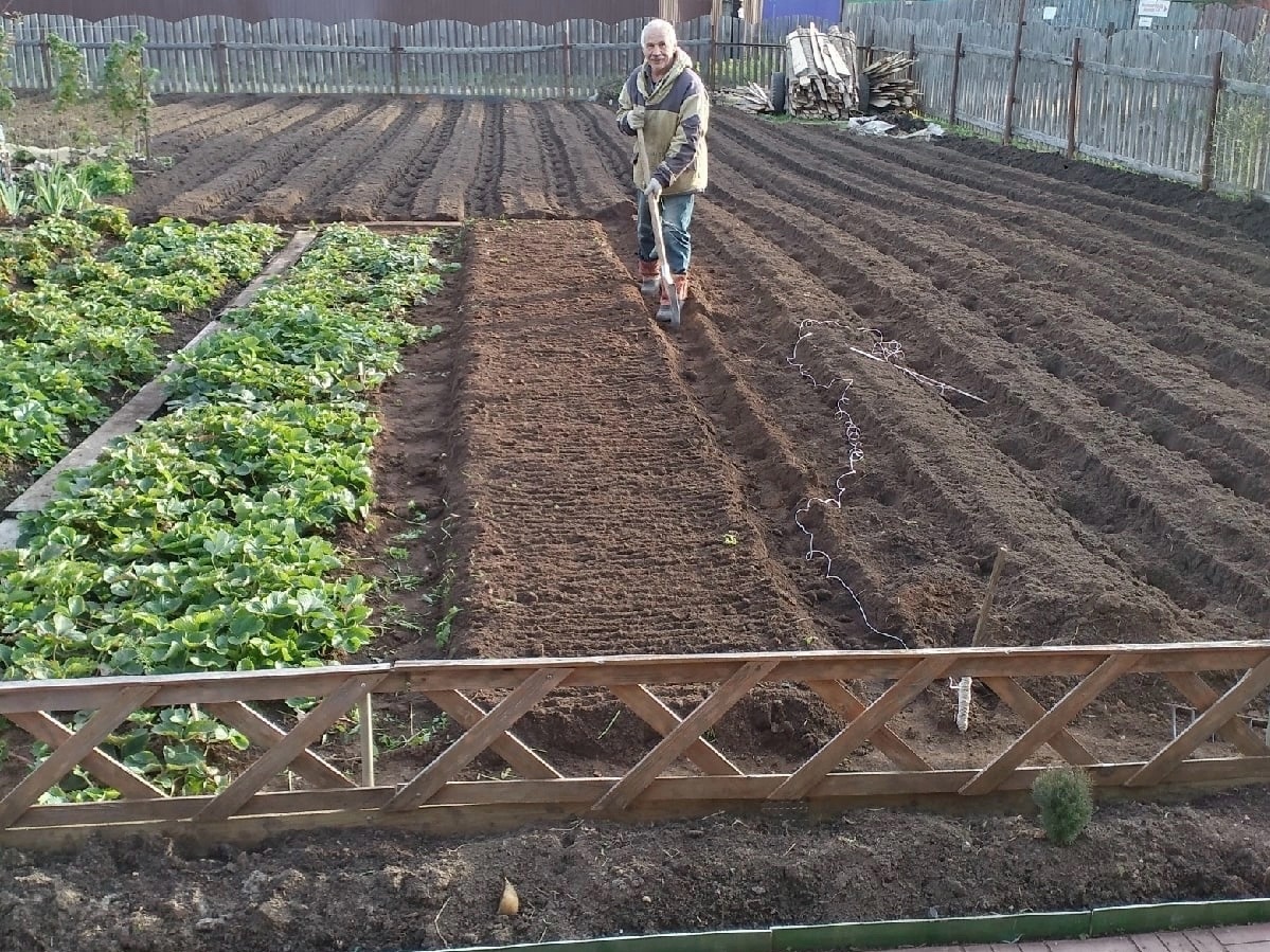    Как правильно копать огород осенью для идеально рыхлой земли весной - совет агронома-профи