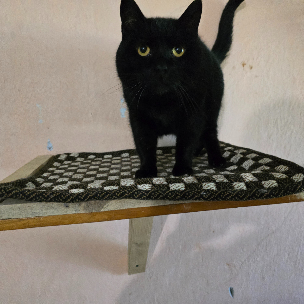 Черный кот Панкрат смотрит прямо в душу