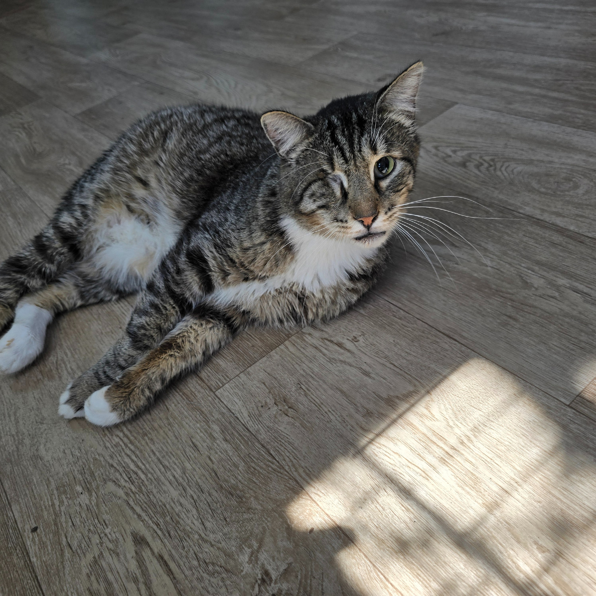 Алмаз греется в редком луче солнца