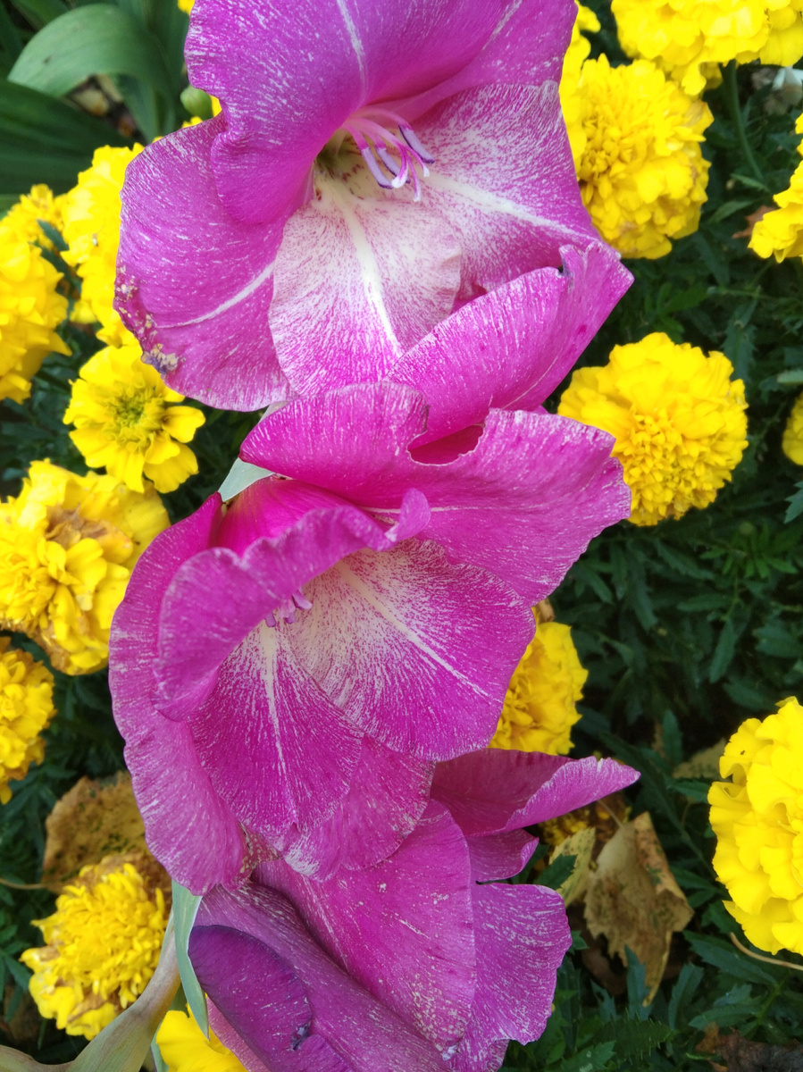 Гладиолусы, цветы 1 Сентября, всегда в букетик срезала на линейку😊