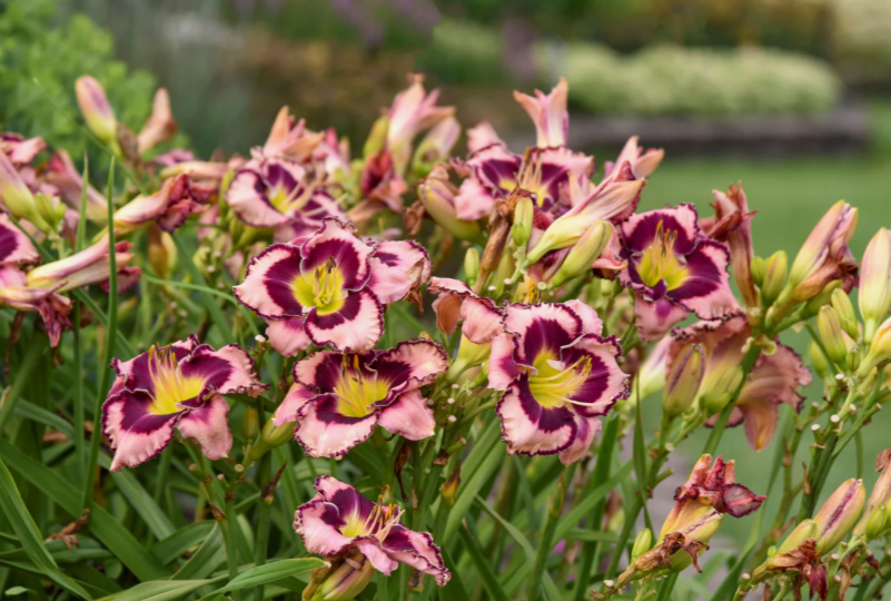 Уход за лилейники осенью: как я готовлю свои кусты к зиме, чтобы весной они взорвались цветом