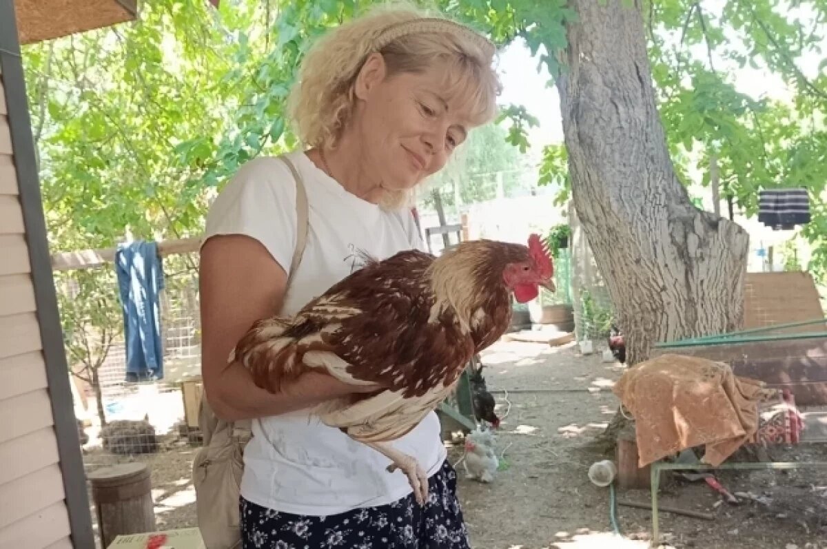    Куры в законе.