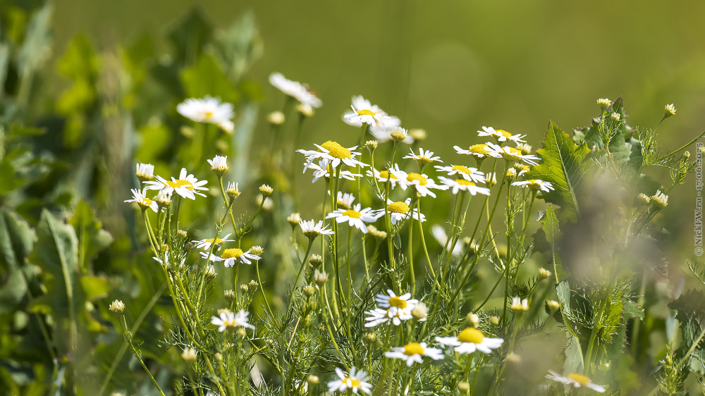 Ромашки... © NickFW.ru — 17.06.2025г.