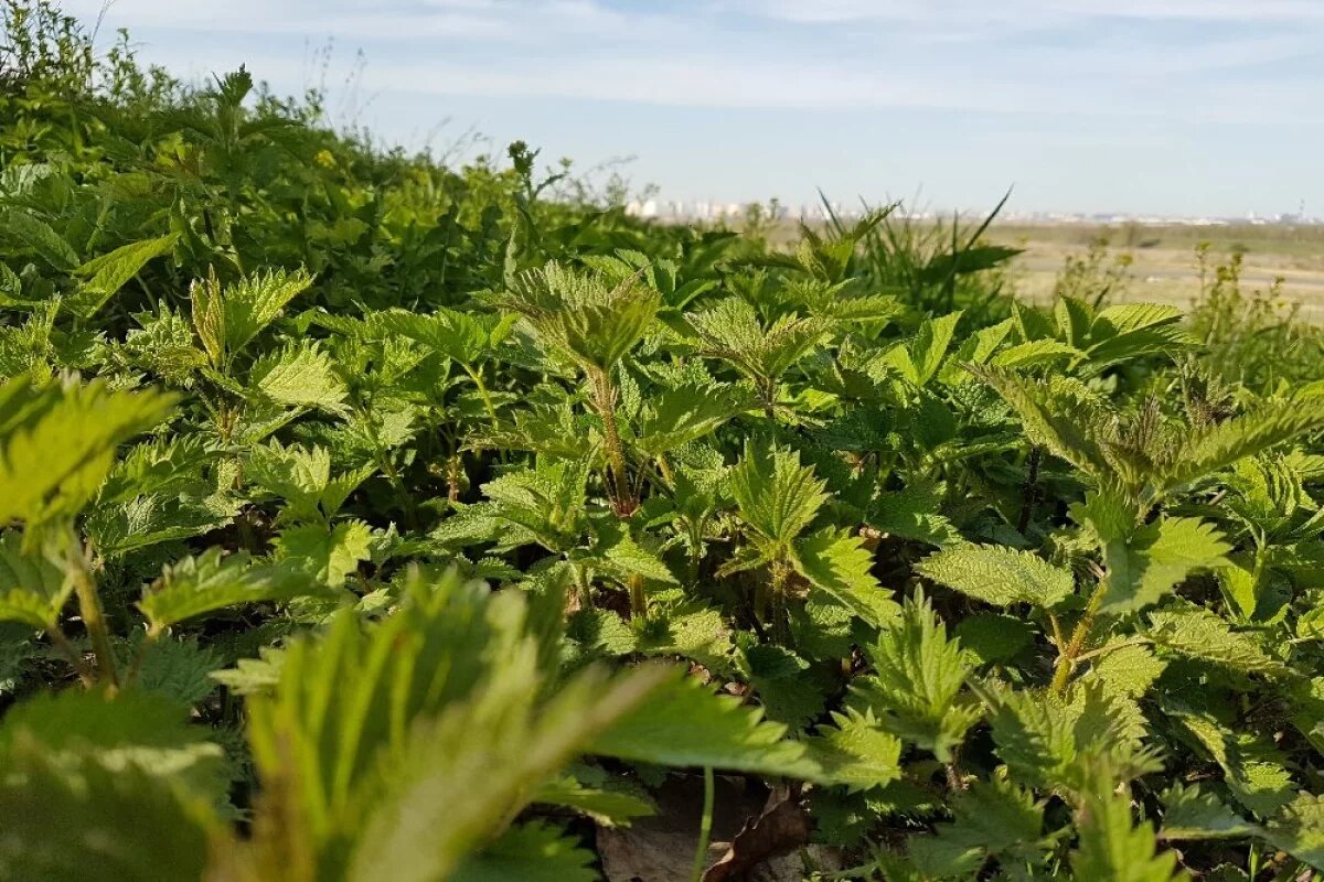    Крапива помогала коренным народам Камчатки выживать в суровых условиях