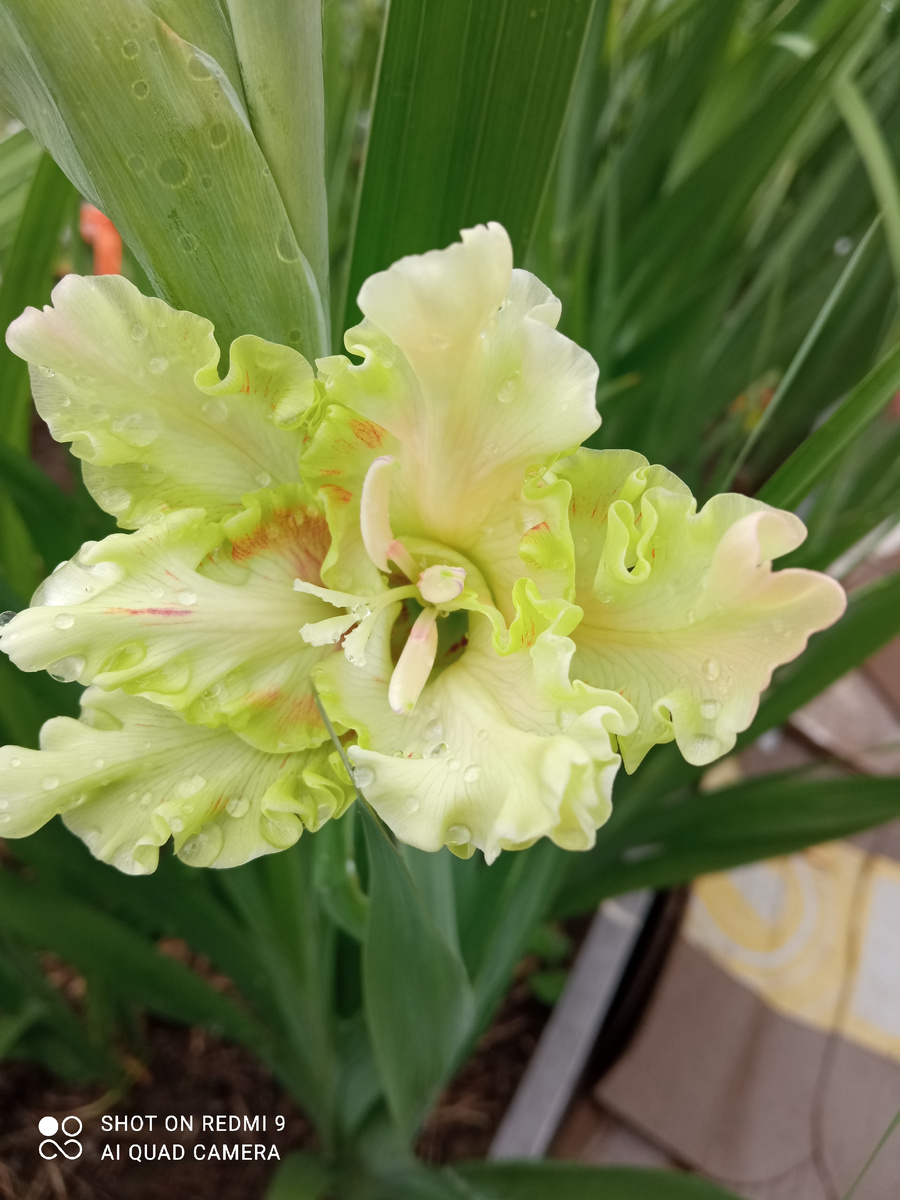 Очень красивые цветы, просто восторг. 