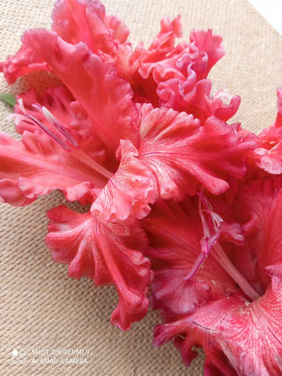 Сорт "Коралловый Риф"-шикарные гофрированные красные цветы