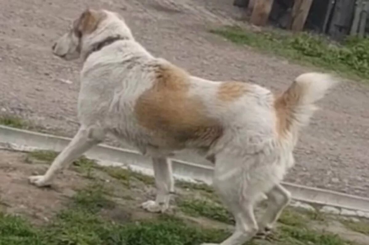    Хозяйке алабая грозит срок за нападение собаки на пенсионерку в Красноярске