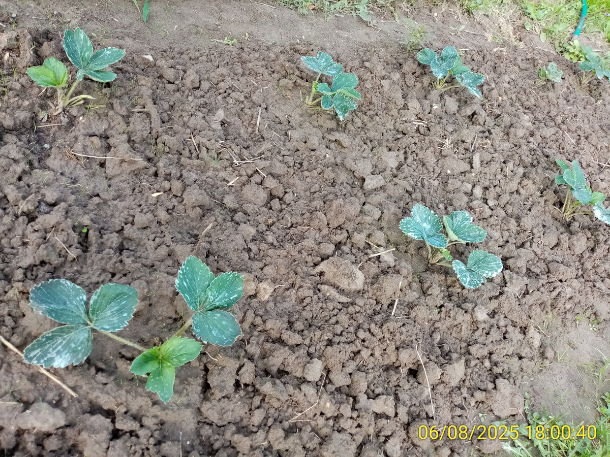 Грядку подрыхлил и провёл обработку от болезней и вредителей