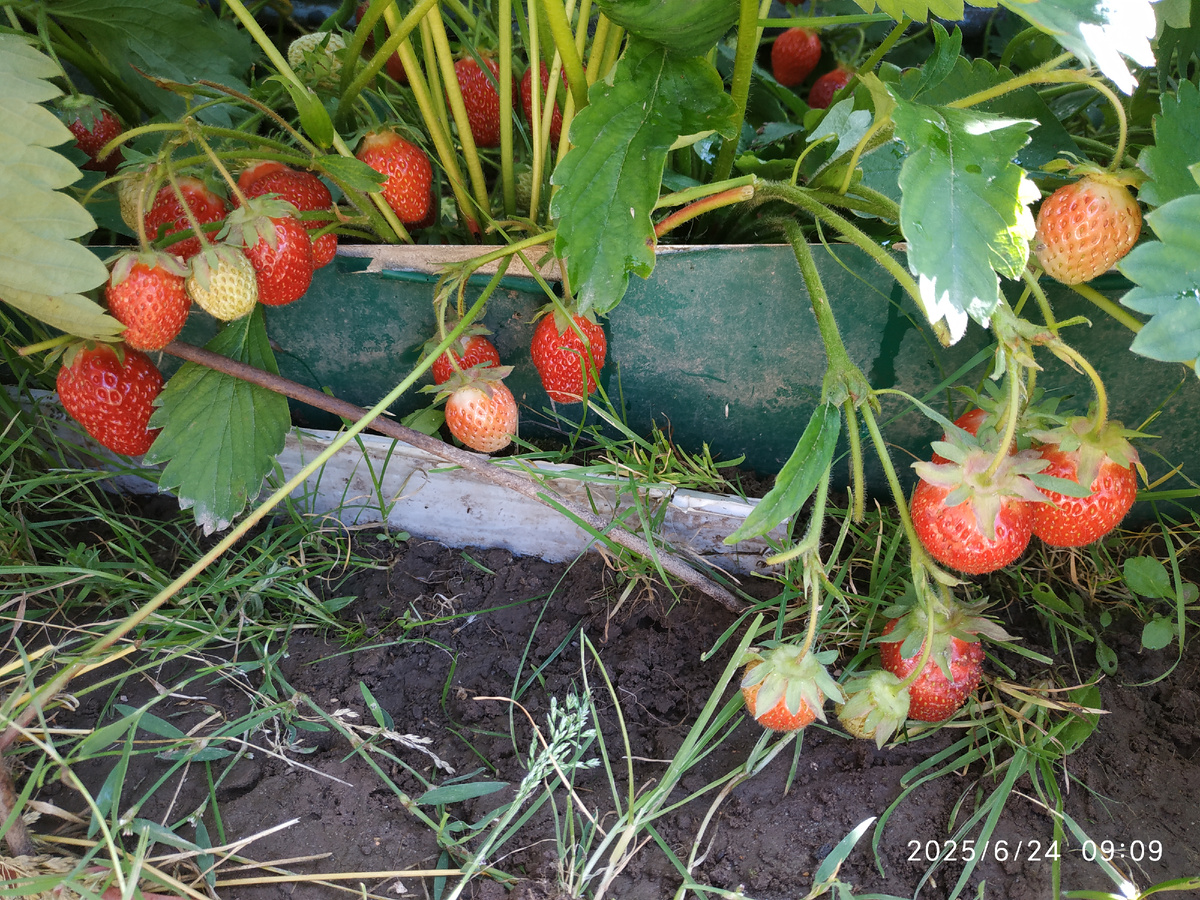 Сорт Находка