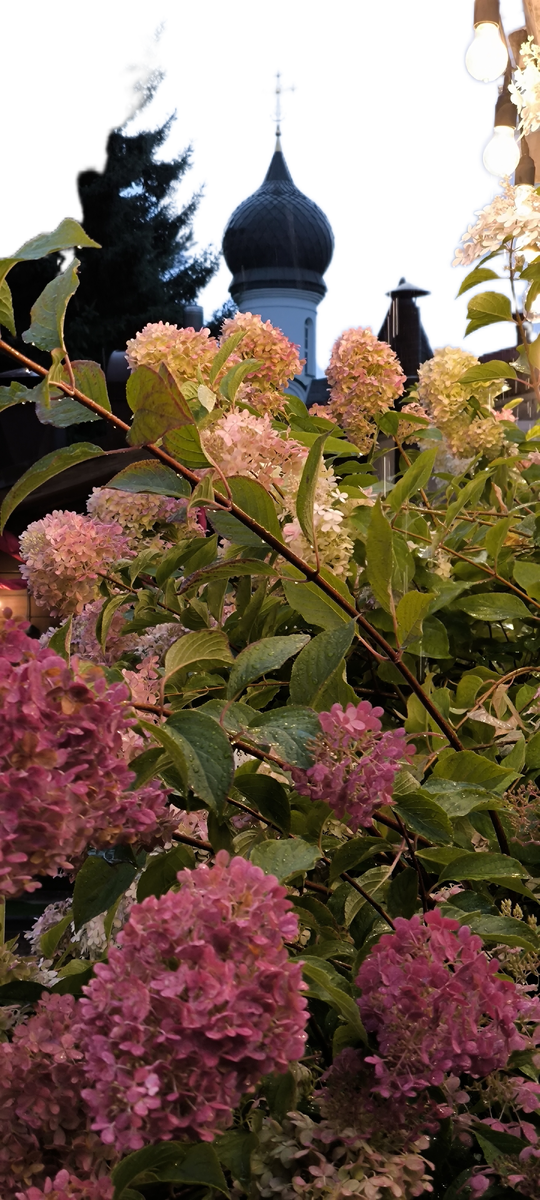 Осенние цветы — души очарованье