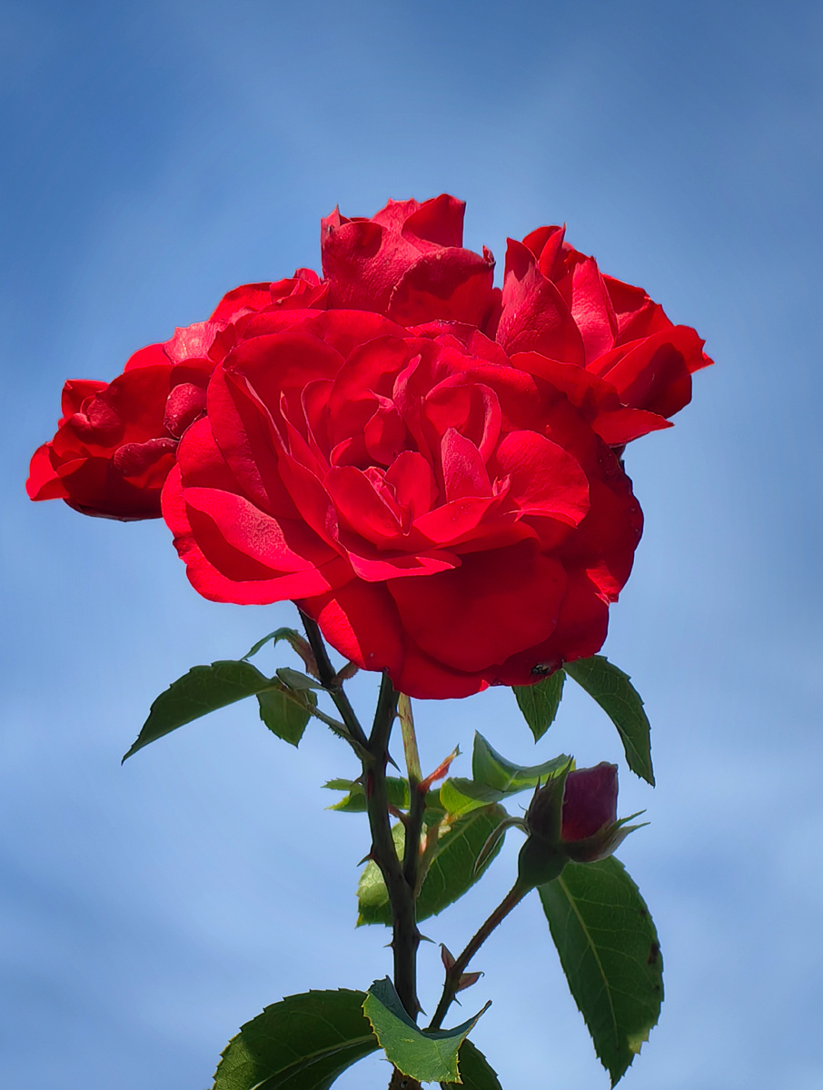 Плетистая роза "Амадеус" на фоне голубого неба