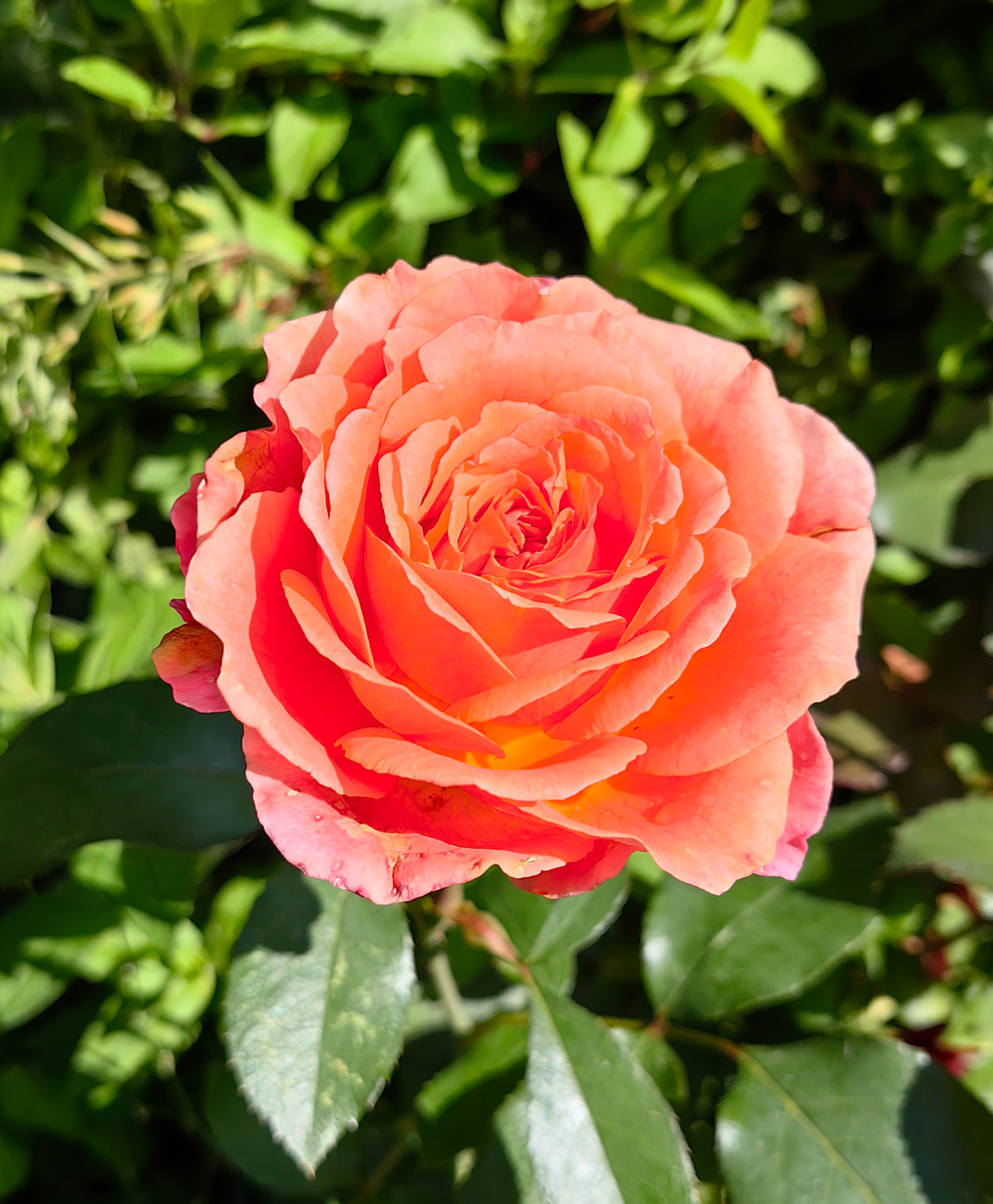 Вторая волна цветения новой розочки без названия