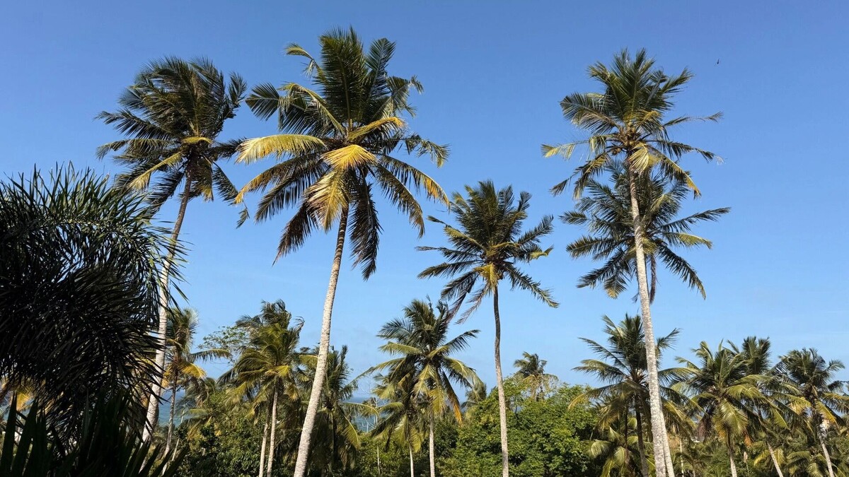 Лихорадка чикунгунья пугает россиян: тревога на Шри-Ланке и в Индии. Ф: 1MI
