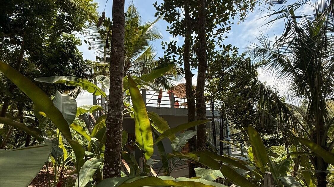 В условиях тропиков лихорадка распространяется быстро — комары-переносчики живут в тенистых местах, где на земле остаются фрукты. Фото: 1MI