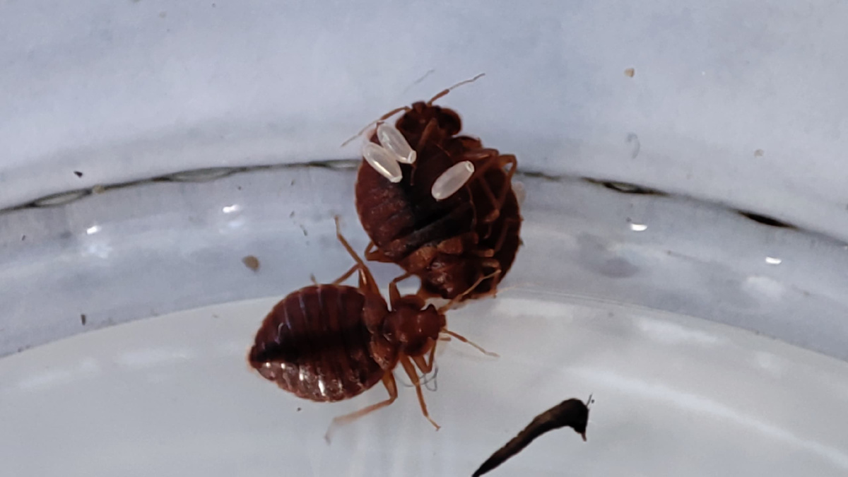 Фото клопы в квартире