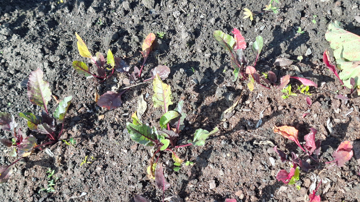 Свекла расти не хочет