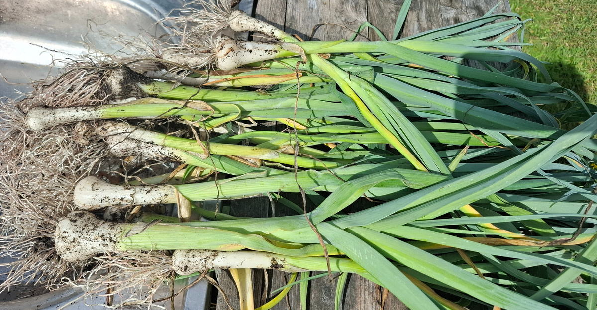 Лук порей. Сейчас вымою и обрежу корни. 