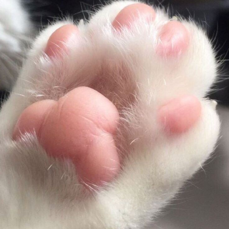 Фото из Интернета.