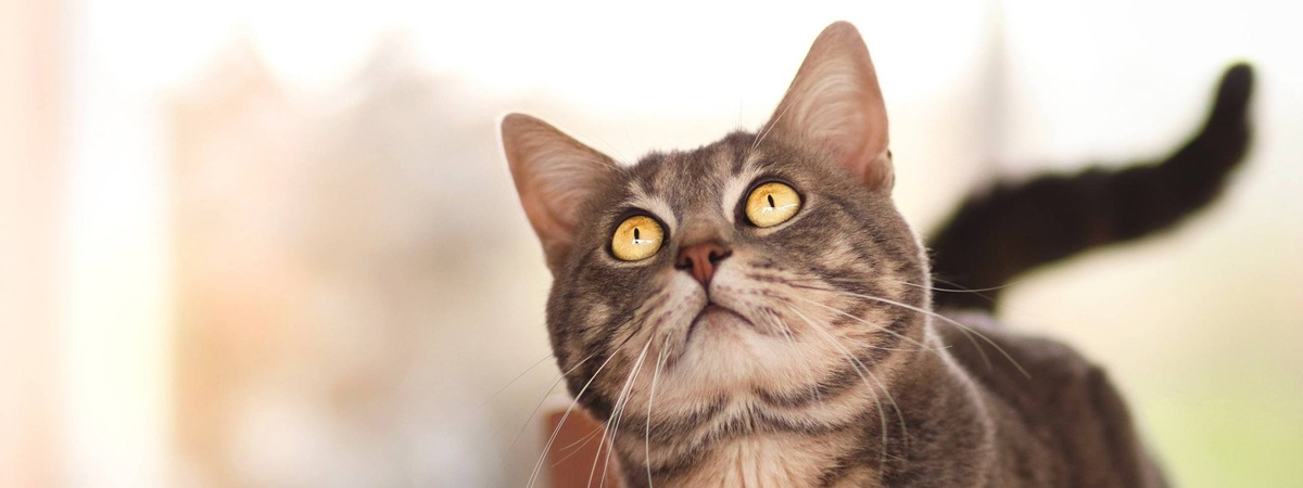 Фото из Интернета.