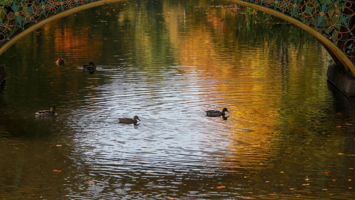    Фото: ИЗВЕСТИЯ/Сергей Коньков