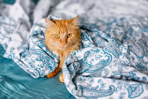 Фото из Интернета 