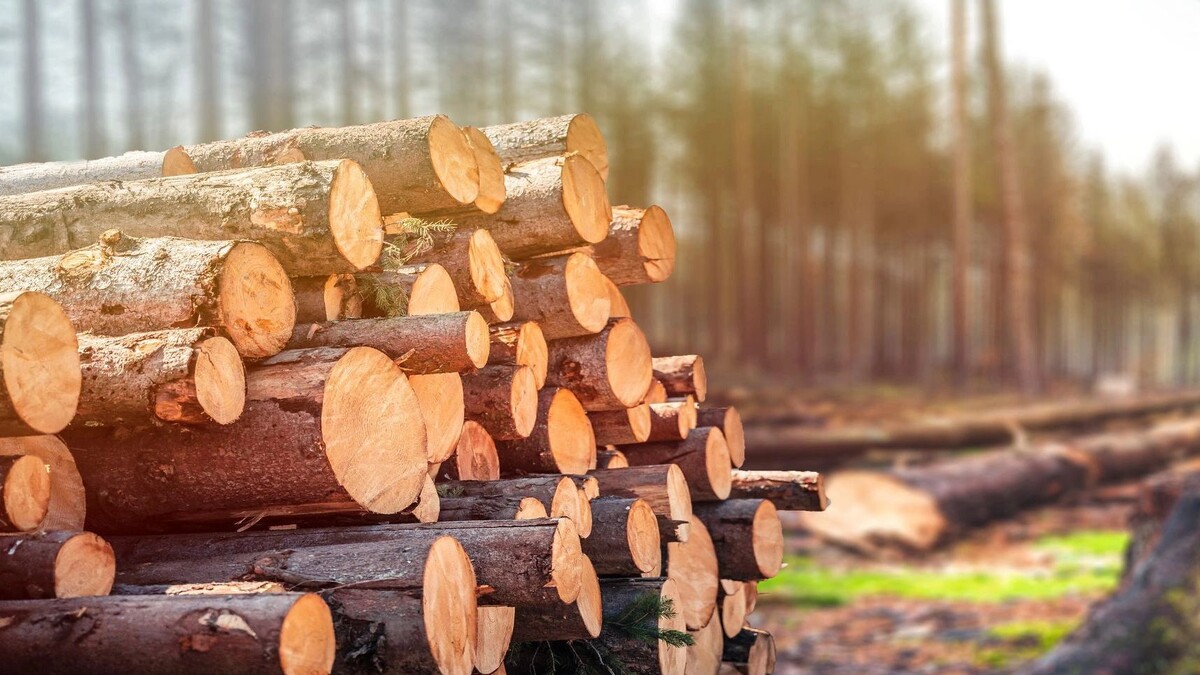    Фото: zedspider/Shutterstock/Fotodom