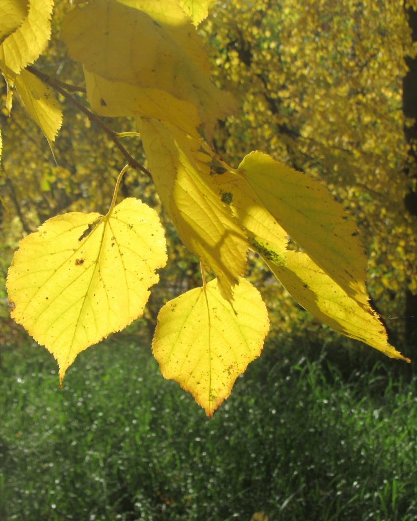                               С Днём знаний! ©Лариса Ошвинцева • miravis.school